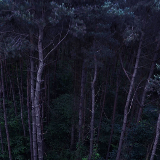 Photography gallery image: Forest