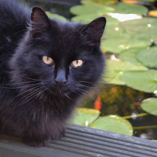 Photography gallery image: Pet