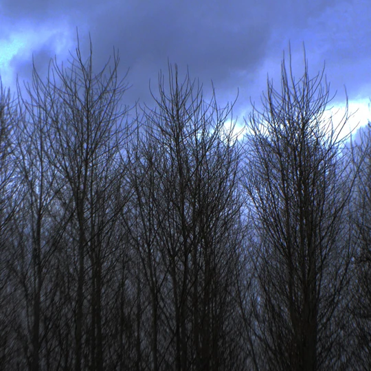 Photography gallery image: Silhouette