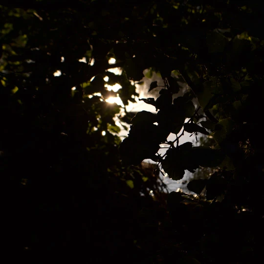 Photography gallery image: Silhouette